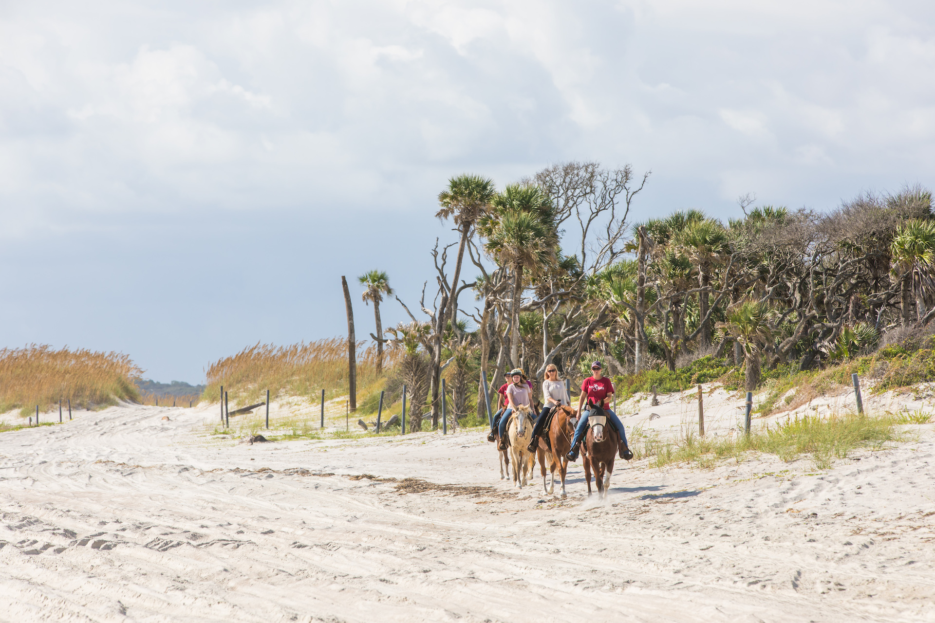 Happy Trails Walking Horses