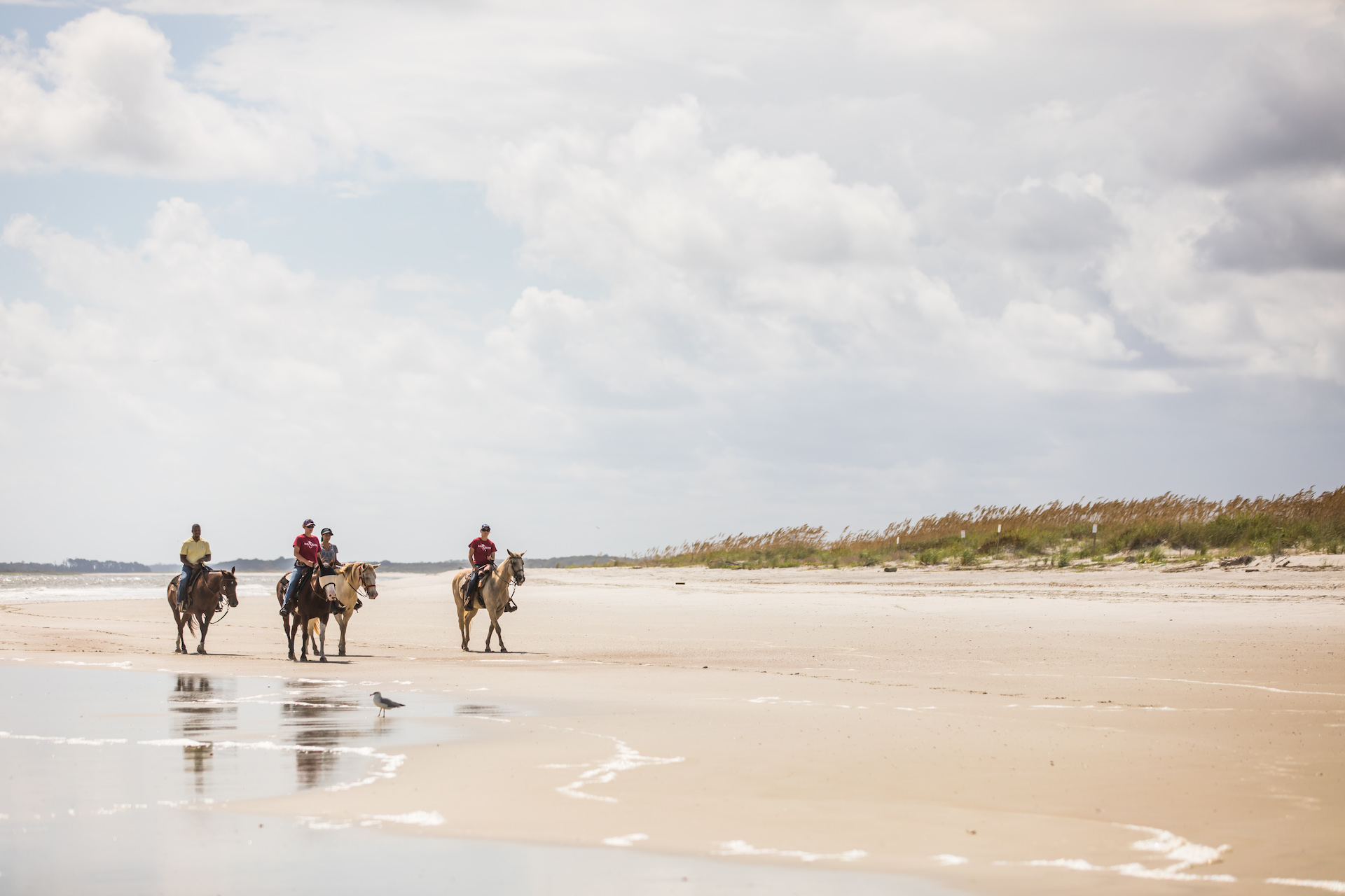 Happy Trails Walking Horses