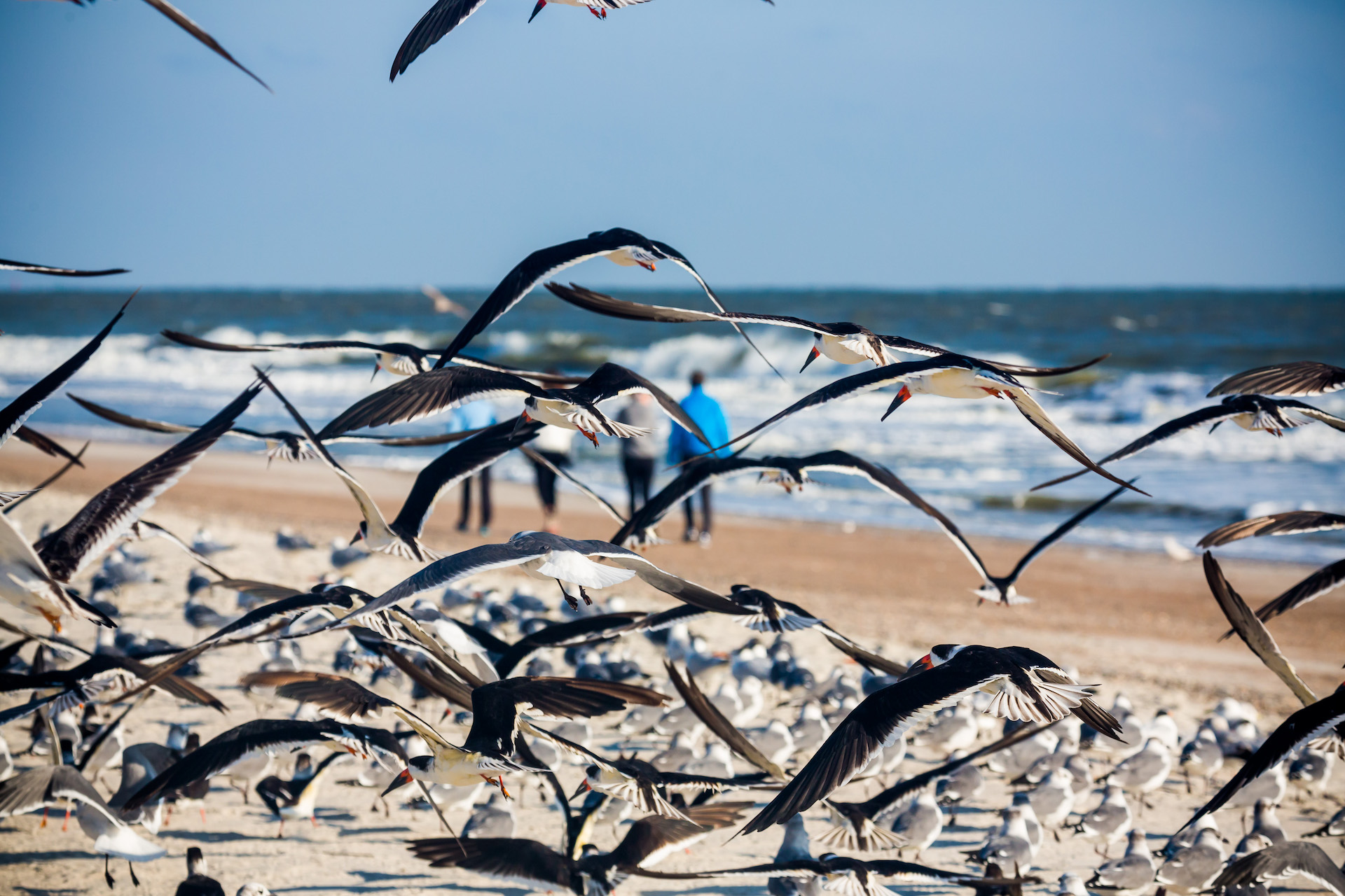 Main Beach Park birds