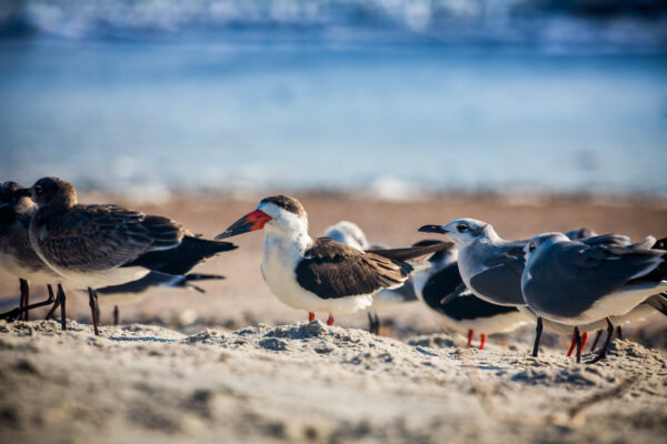 Main Beach Park seabirds