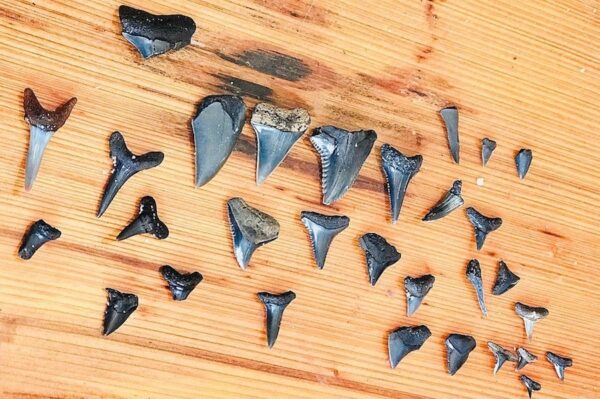Amelia Shark Tooth Adventures